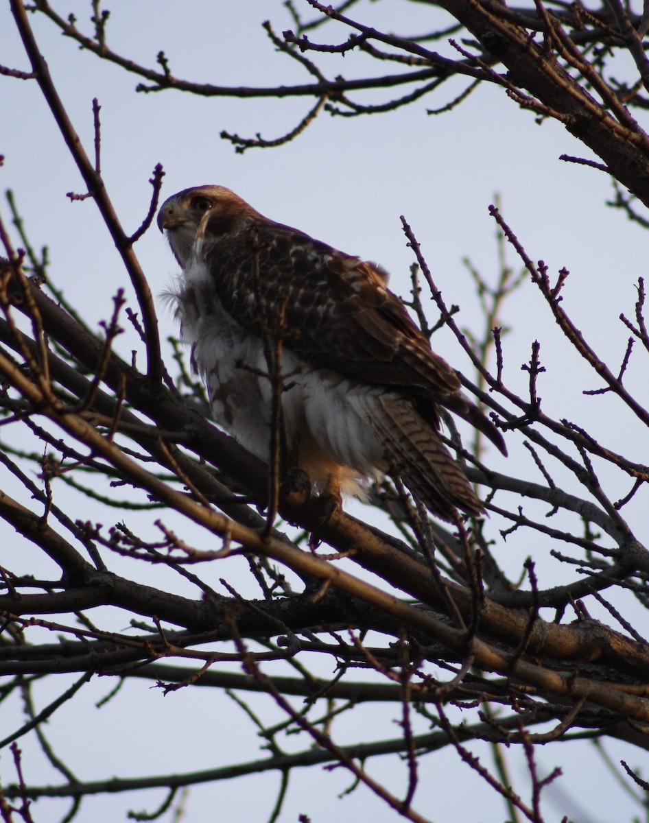 Red-tailed Hawk - ML296363571