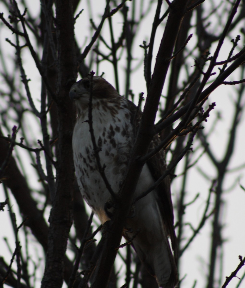 Red-tailed Hawk - ML296363751