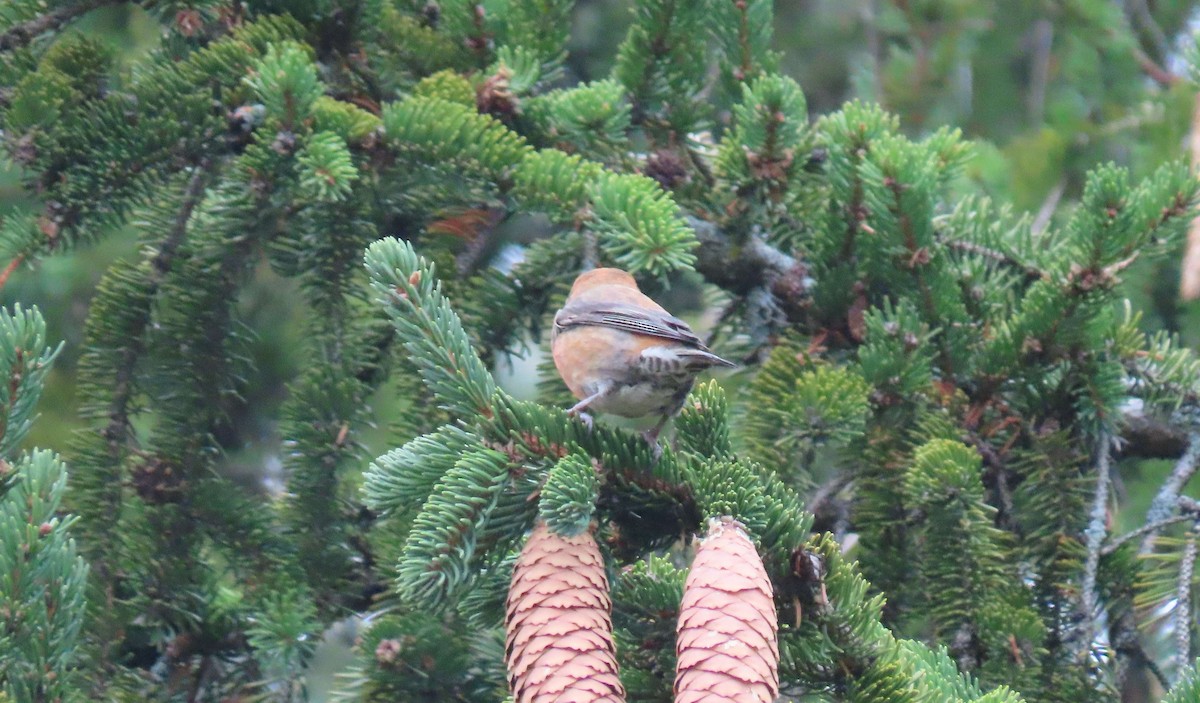 Red Crossbill (Northeastern or type 12) - ML296364291