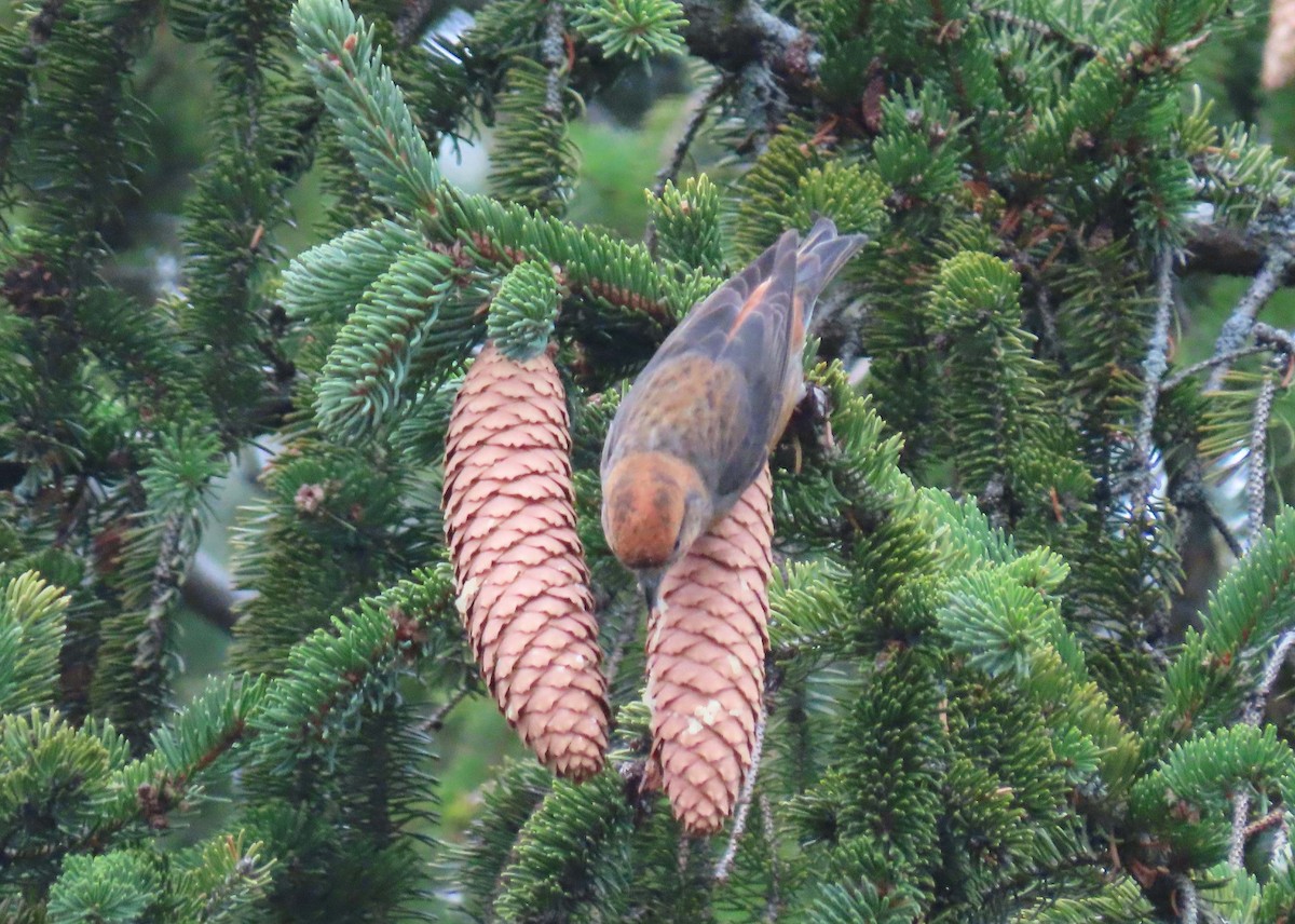 Red Crossbill (Northeastern or type 12) - ML296364341