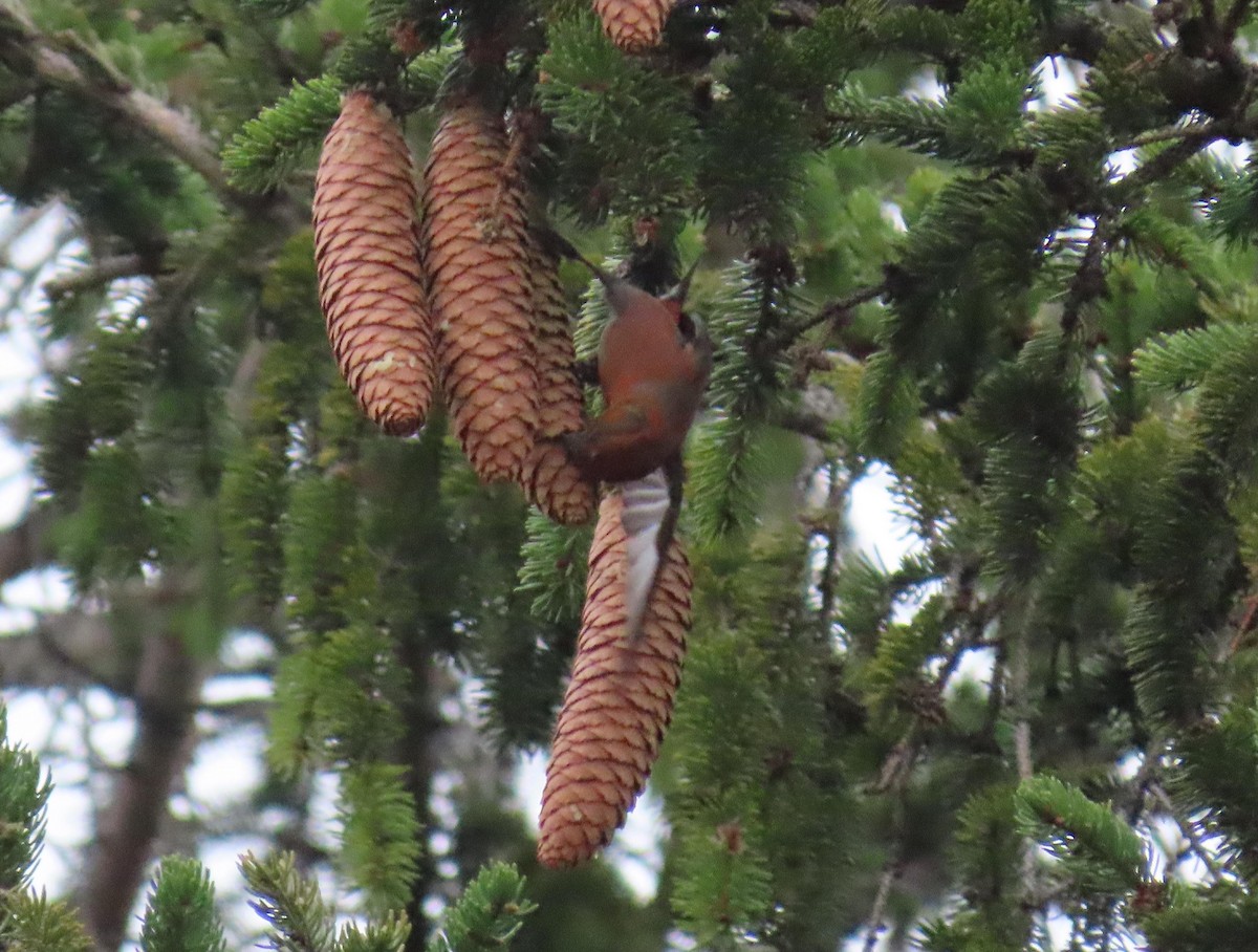 Red Crossbill (Northeastern or type 12) - ML296364431