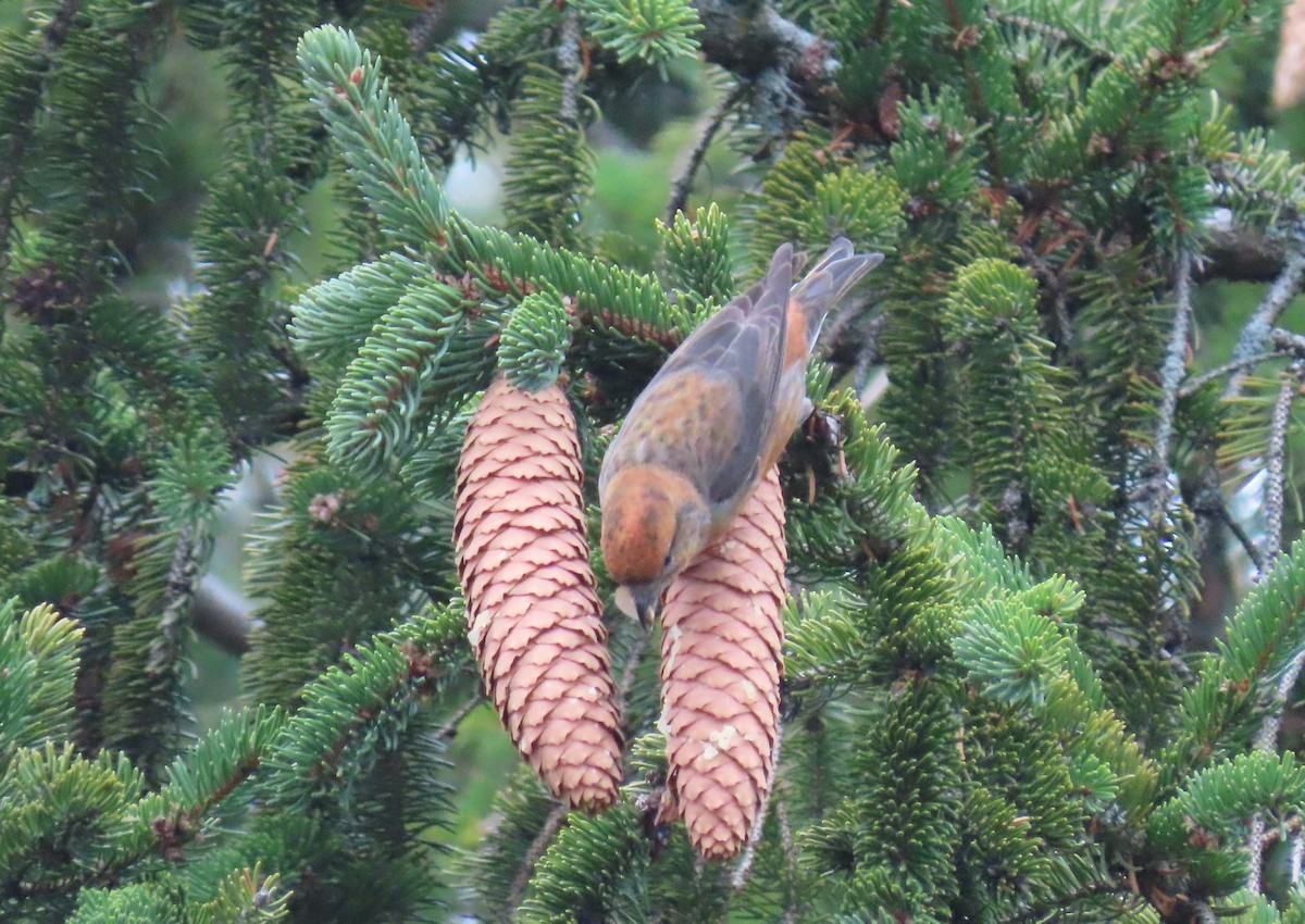 Red Crossbill (Northeastern or type 12) - ML296364471