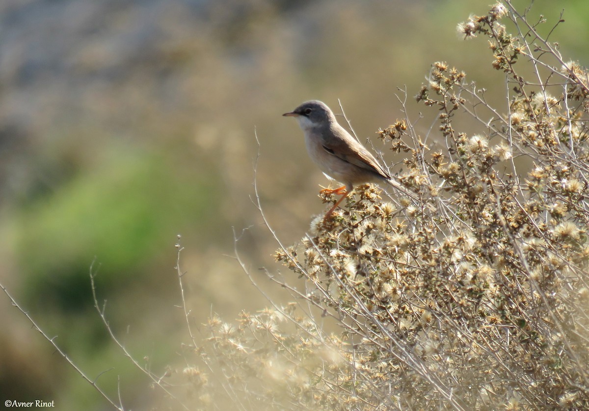 Spectacled Warbler - ML296364771