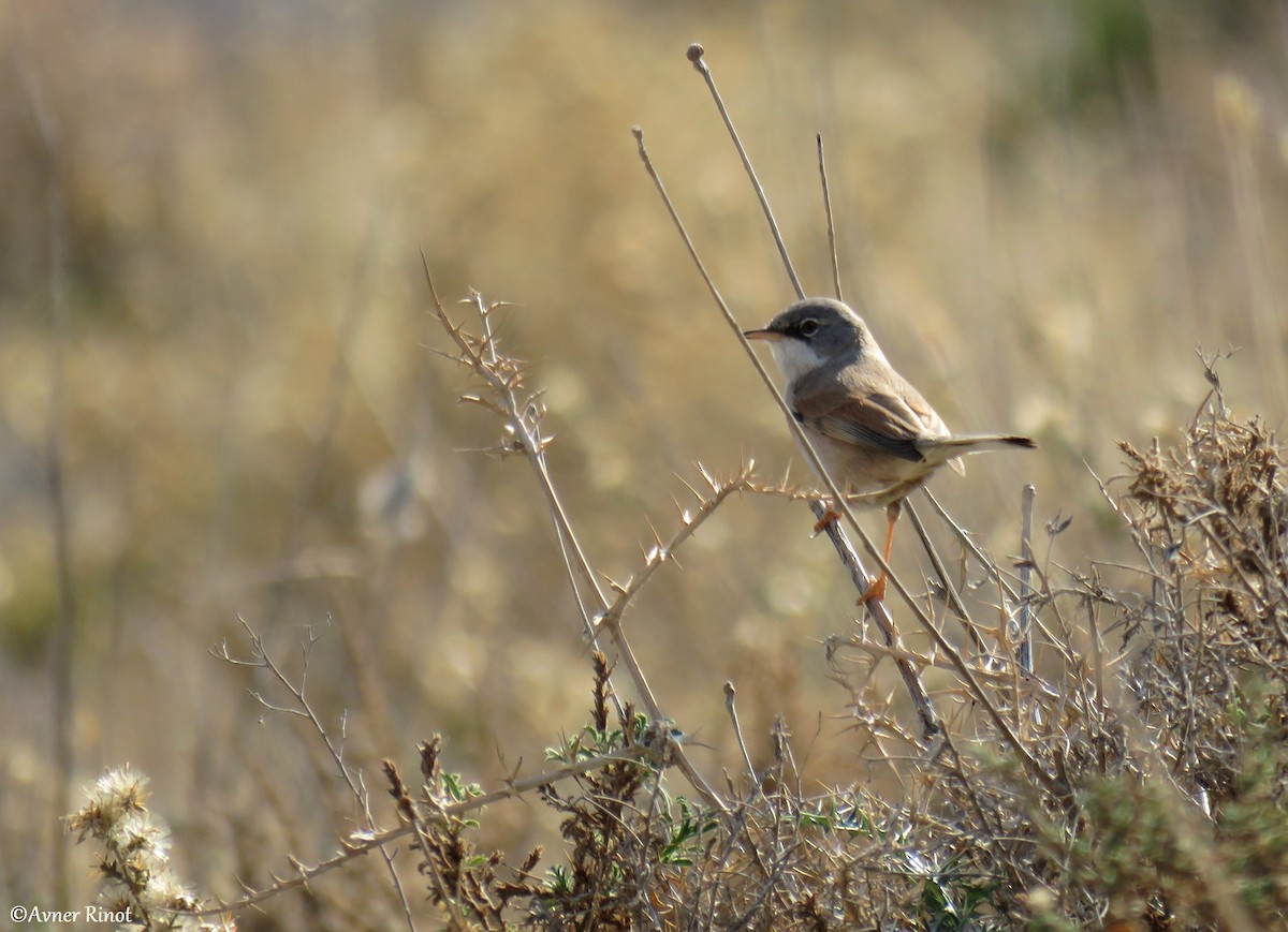 Spectacled Warbler - ML296364821
