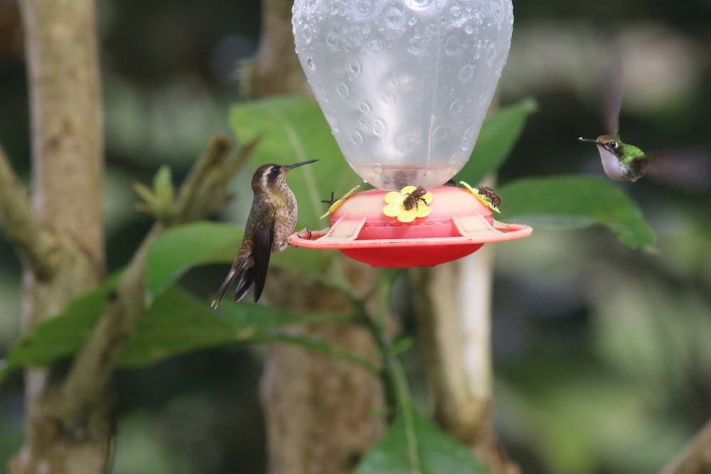 Speckled Hummingbird - Michel Mifsud