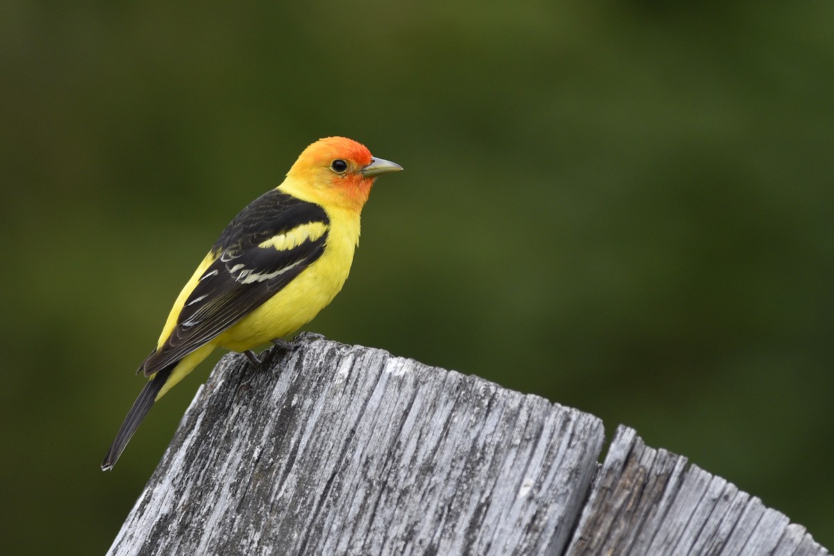 Western Tanager - Daniel Irons
