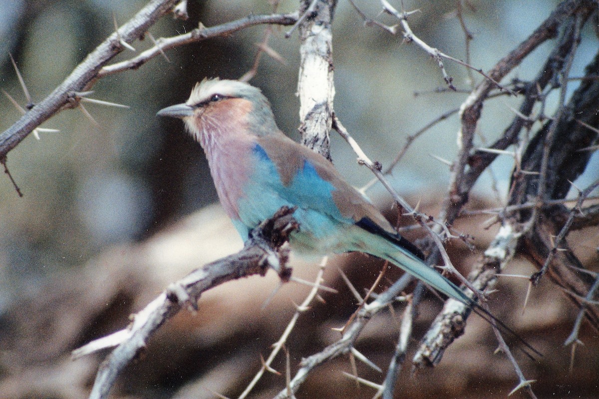 Lilac-breasted Roller - ML296374541