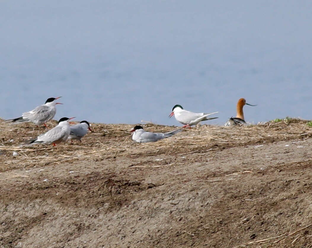 Arctic Tern - Yousif Attia