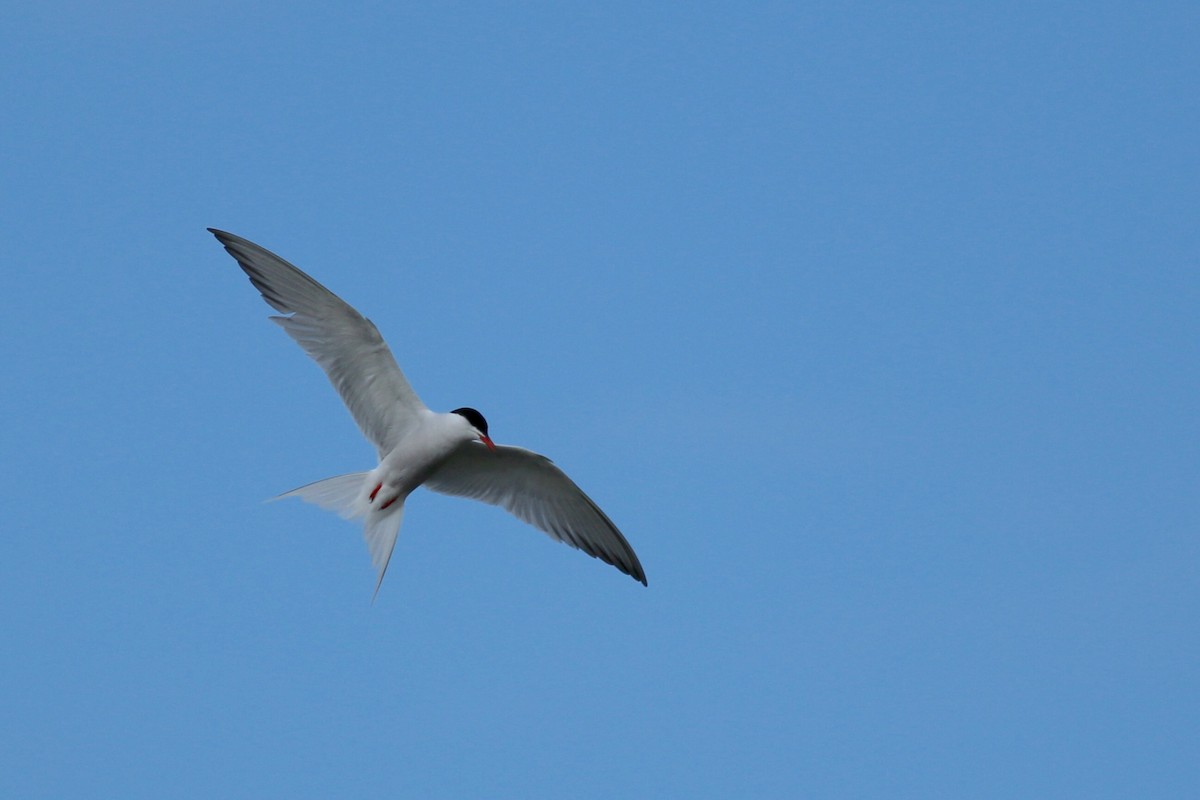 Common Tern - ML29639151