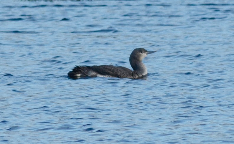 Red-throated Loon - Alix d'Entremont