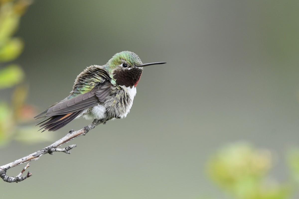 Broad-tailed Hummingbird - ML296394811