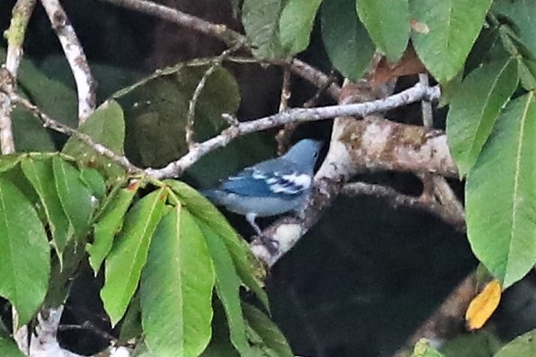 Blue-gray Tanager - ML296394891
