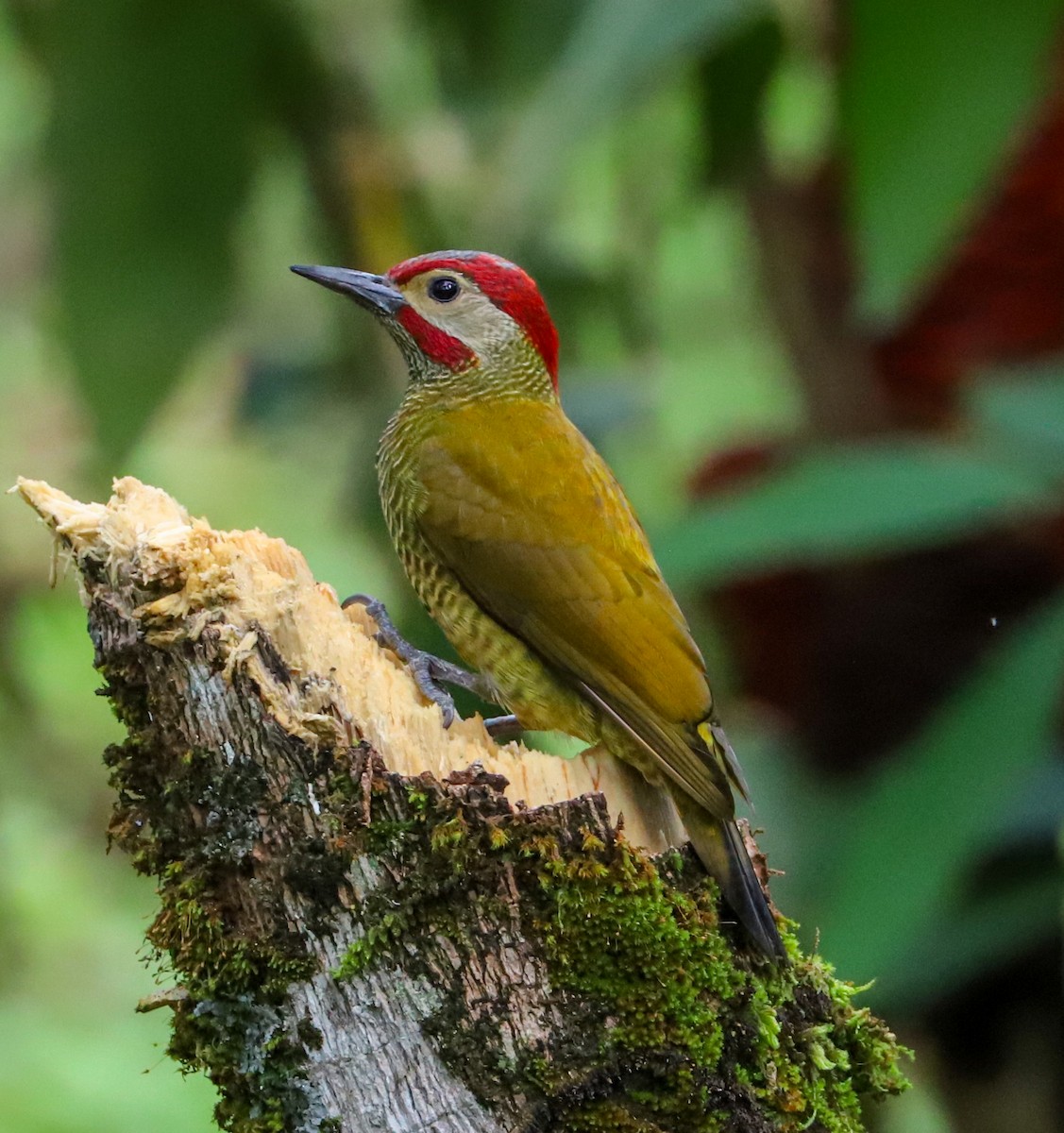 Golden-olive Woodpecker - Carlos Roberto Chavarria