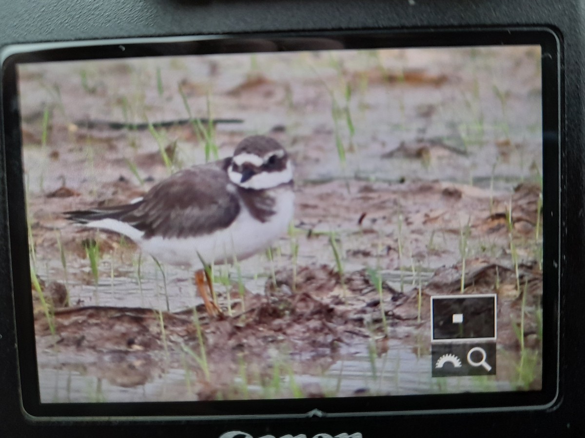 Common Ringed Plover - ML296405051