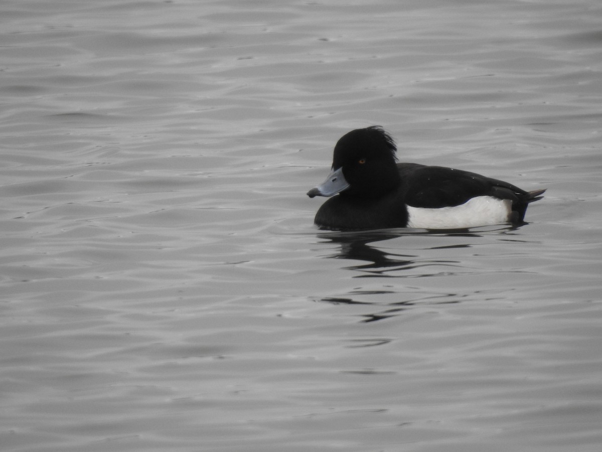 Tufted Duck - ML296406951