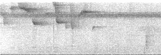 Band-tailed Barbthroat - ML296407