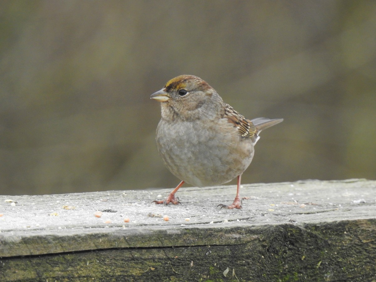 Golden-crowned Sparrow - ML296407021