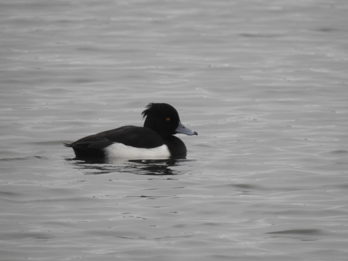 Tufted Duck - ML296407041