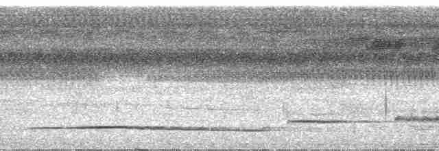 Great Tinamou - ML29641