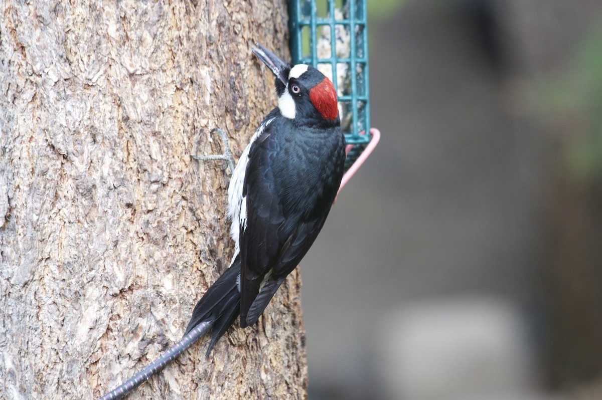 Acorn Woodpecker - Sue Elwell