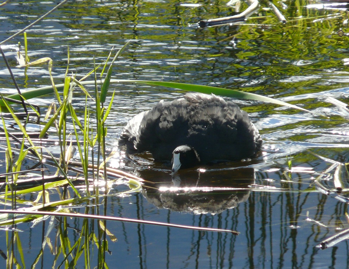 American Coot (Red-shielded) - ML29641301