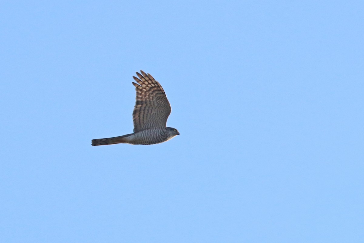 Eurasian Sparrowhawk - ML296413841