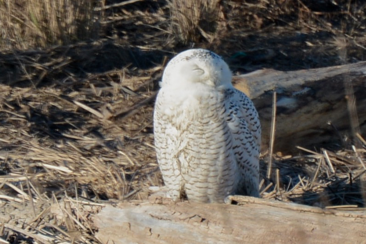 Snowy Owl - ML296414751