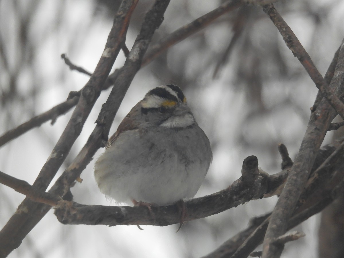 White-throated Sparrow - ML296428541