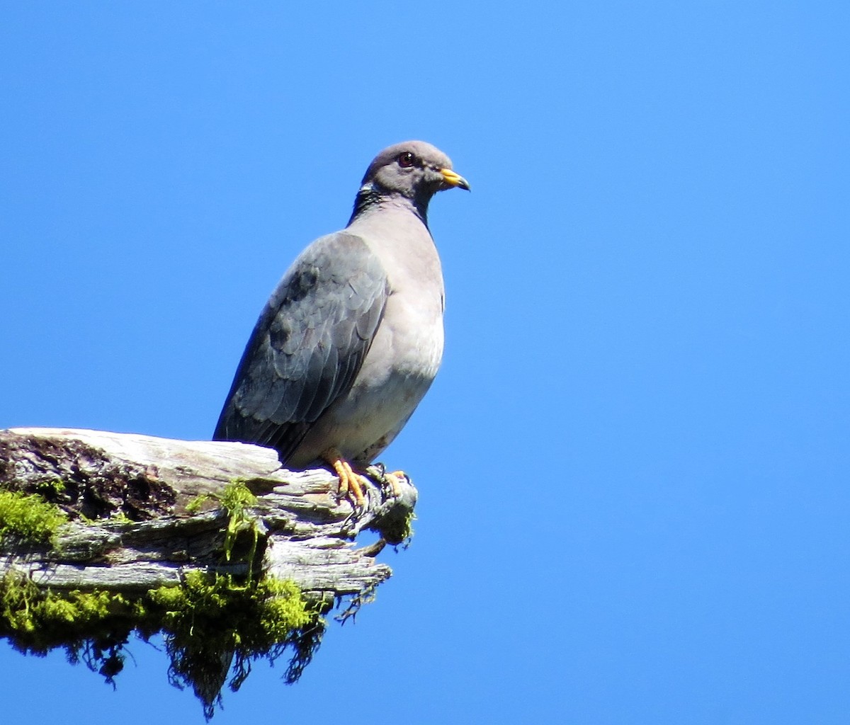 Band-tailed Pigeon - Rick Saxton