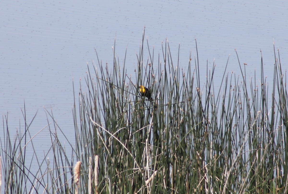Yellow-headed Blackbird - Camden Bruner