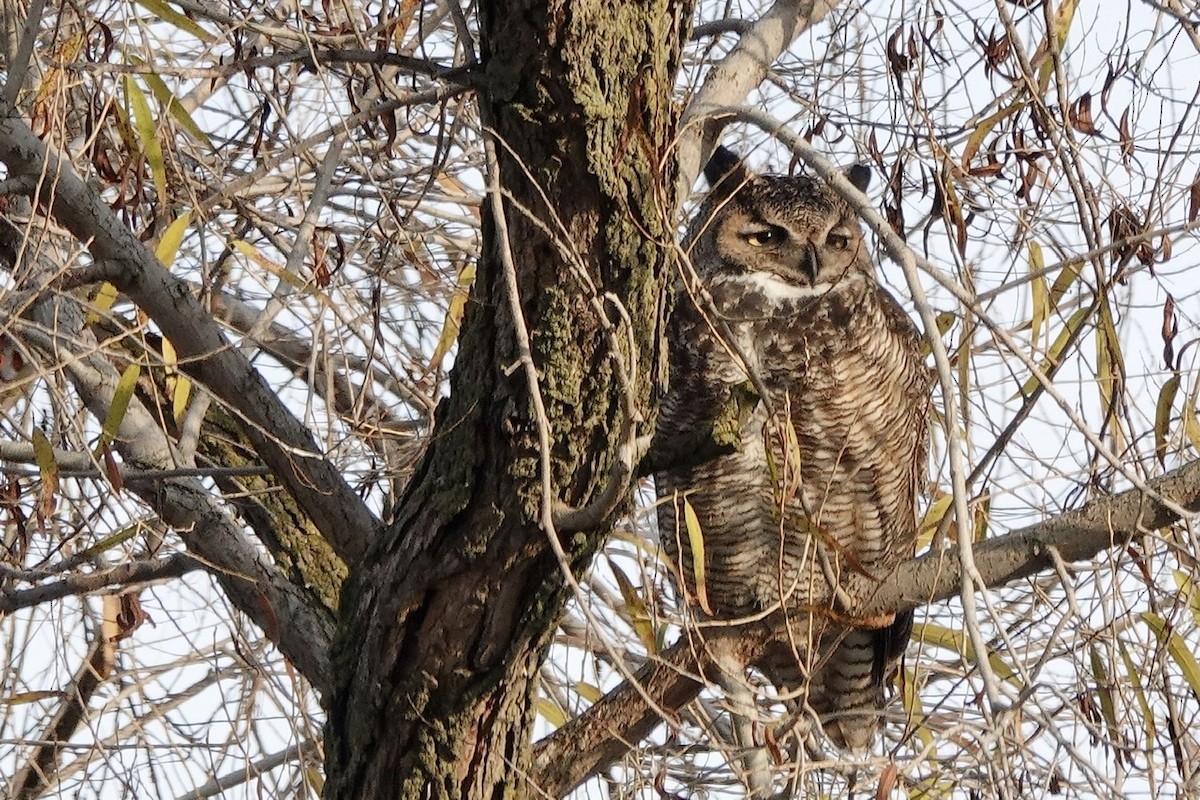 Great Horned Owl - Cliff Halverson