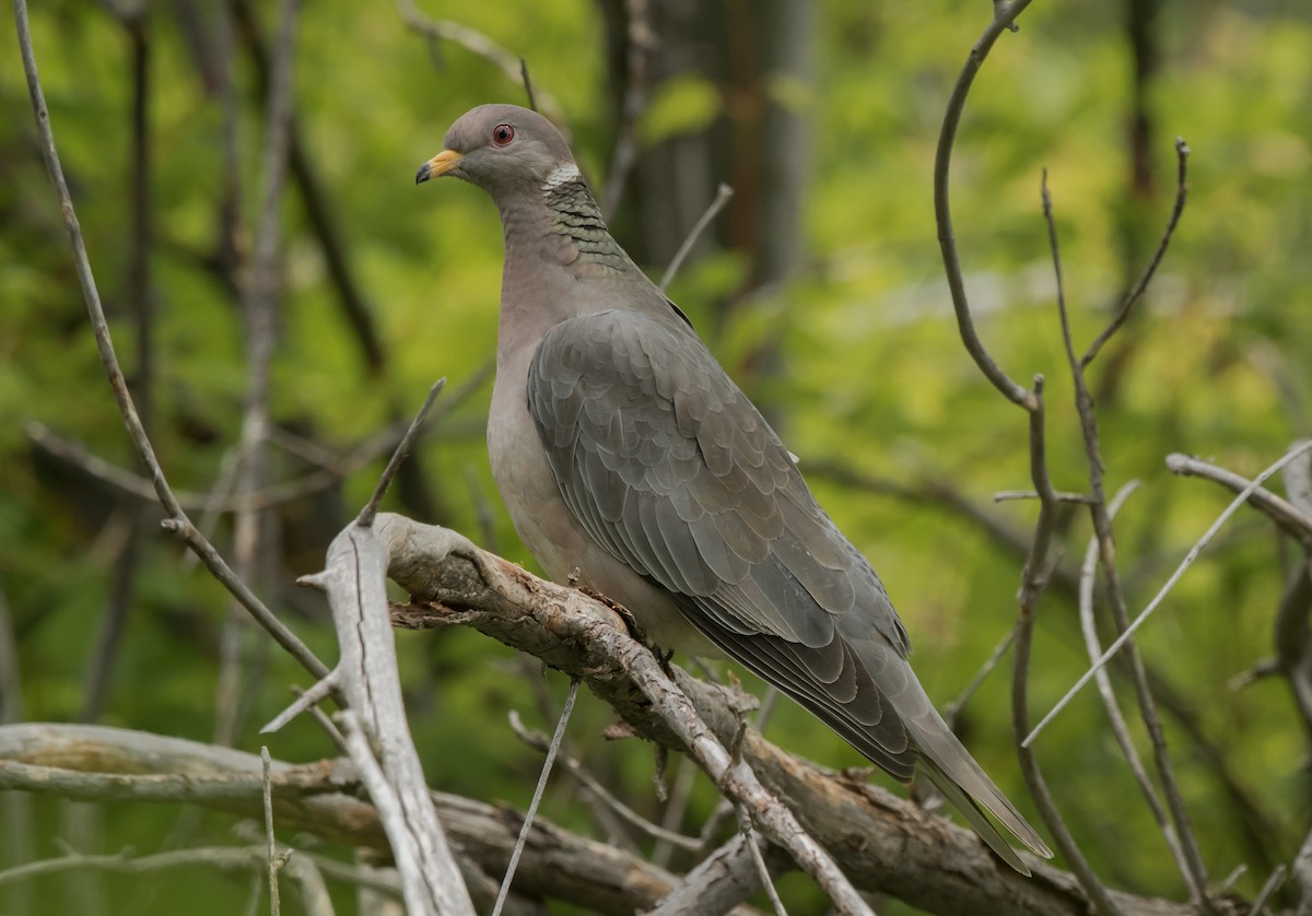 Band-tailed Pigeon - ML296432881