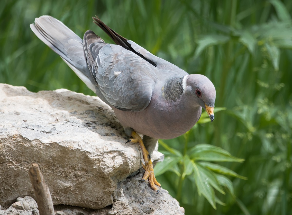 Band-tailed Pigeon - ML296432911