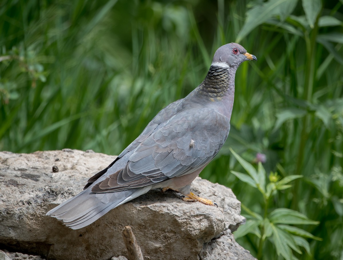 Band-tailed Pigeon - ML296432941