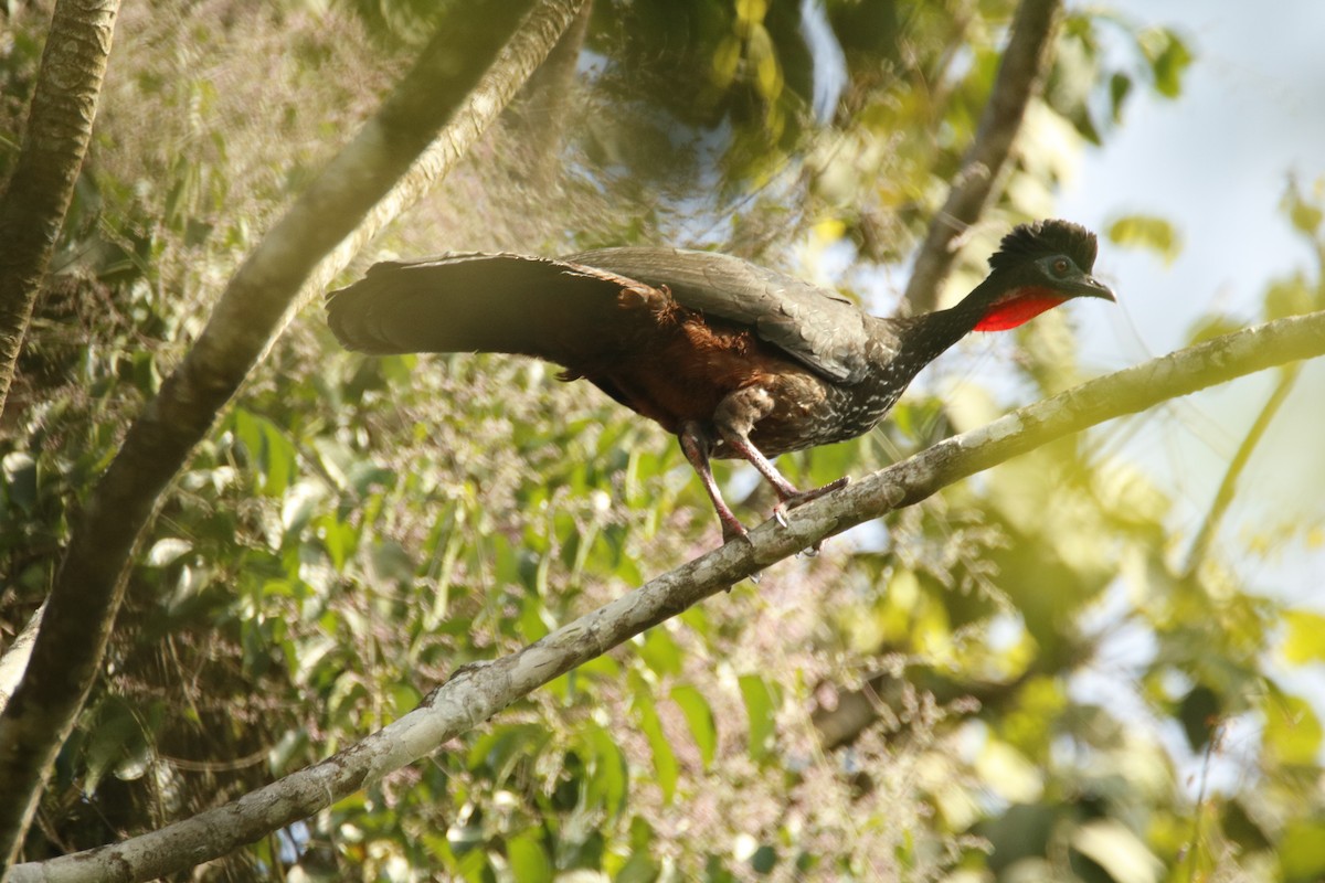 Crested Guan - ML296434991