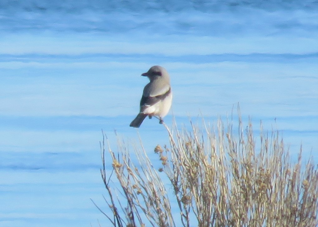 eBird Checklist 10 Jan 2021 Mono LakeSouth Tufa area 5 species