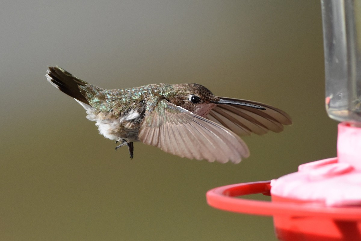 Black-chinned Hummingbird - Robert Dobbs