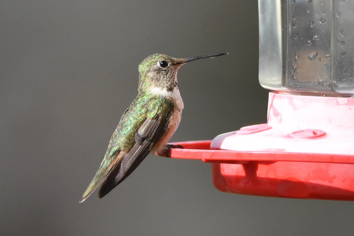Broad-tailed Hummingbird - Robert Dobbs