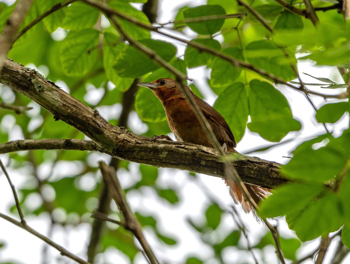 Orange-breasted Thornbird - ML296444901