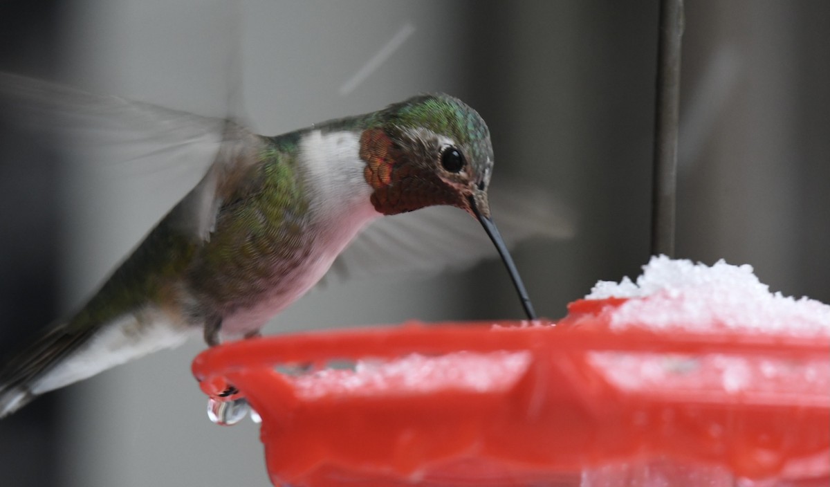 Broad-tailed Hummingbird - ML296447621