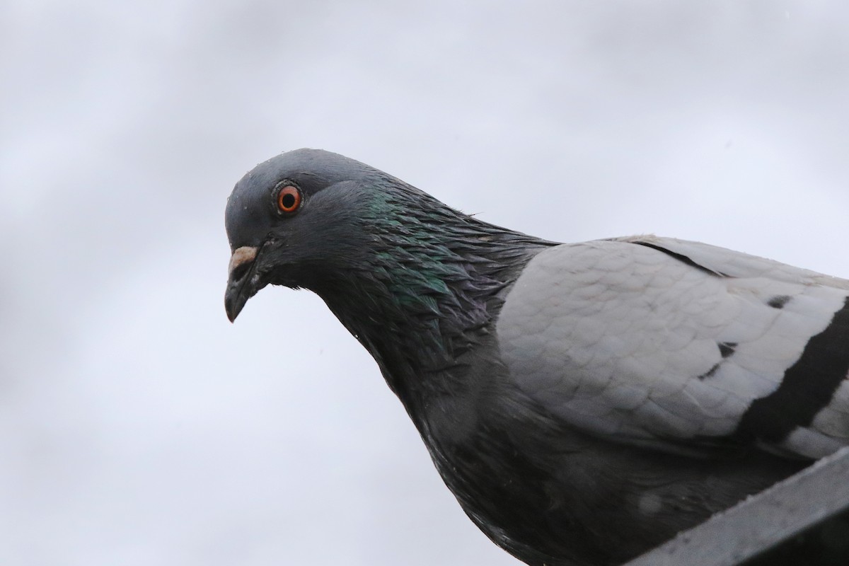 Rock Pigeon (Feral Pigeon) - ML296448041