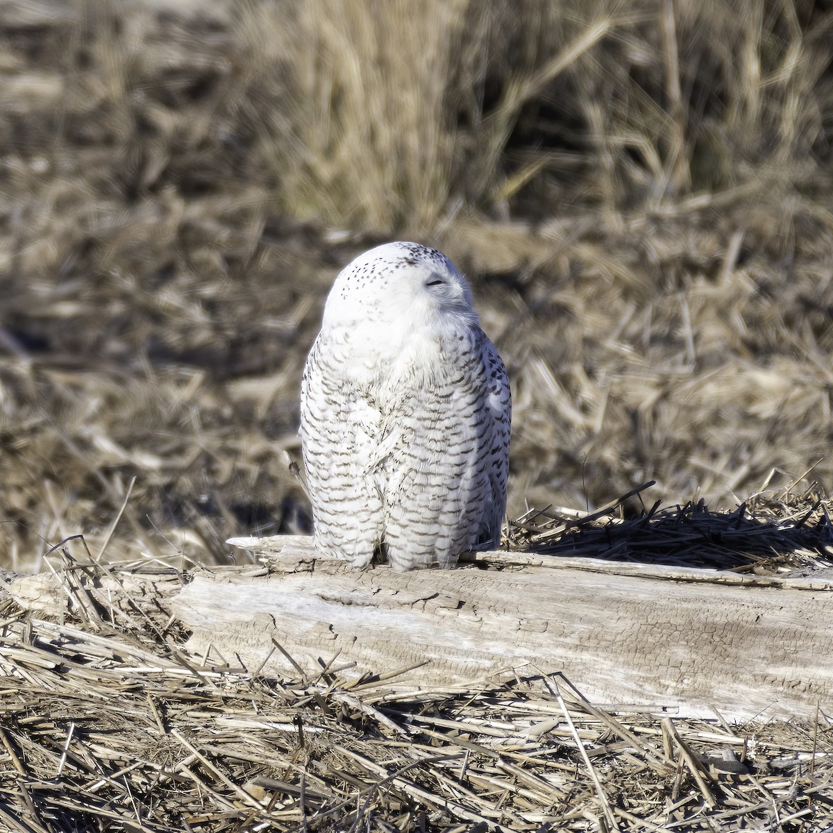 Snowy Owl - Tabor Wells