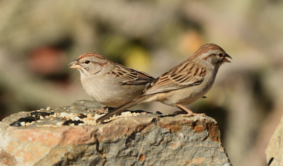 Rufous-winged Sparrow - ML296449341