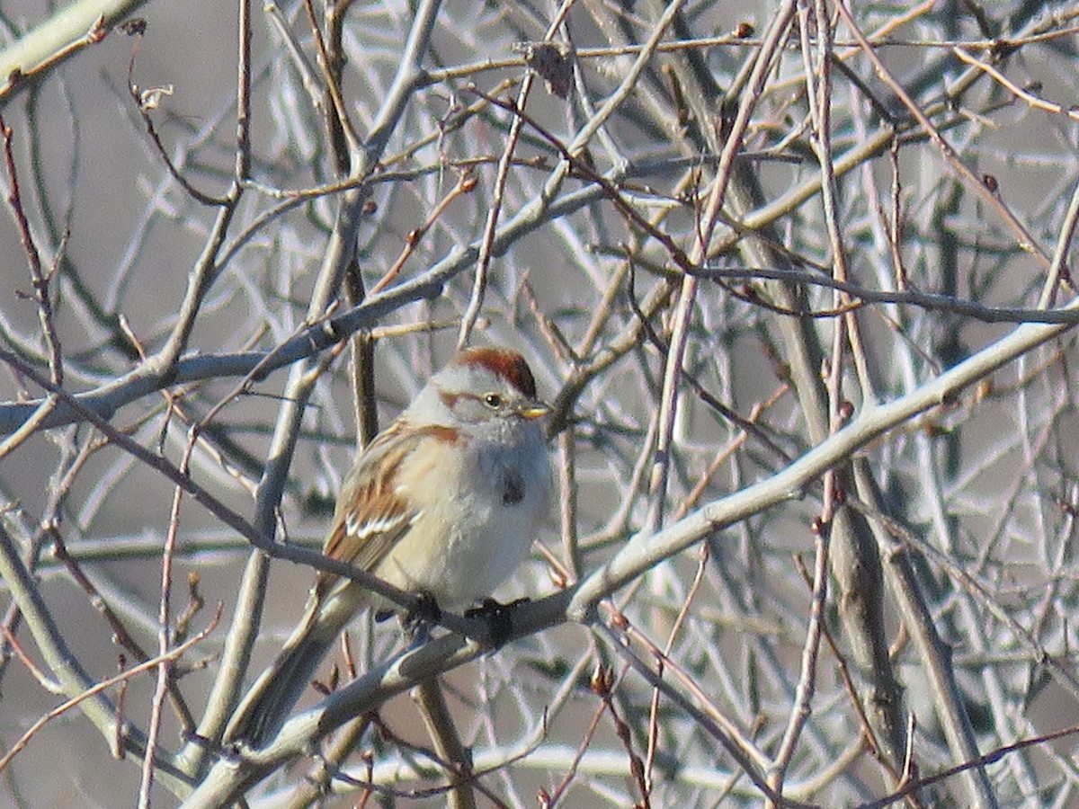 American Tree Sparrow - ML296450841