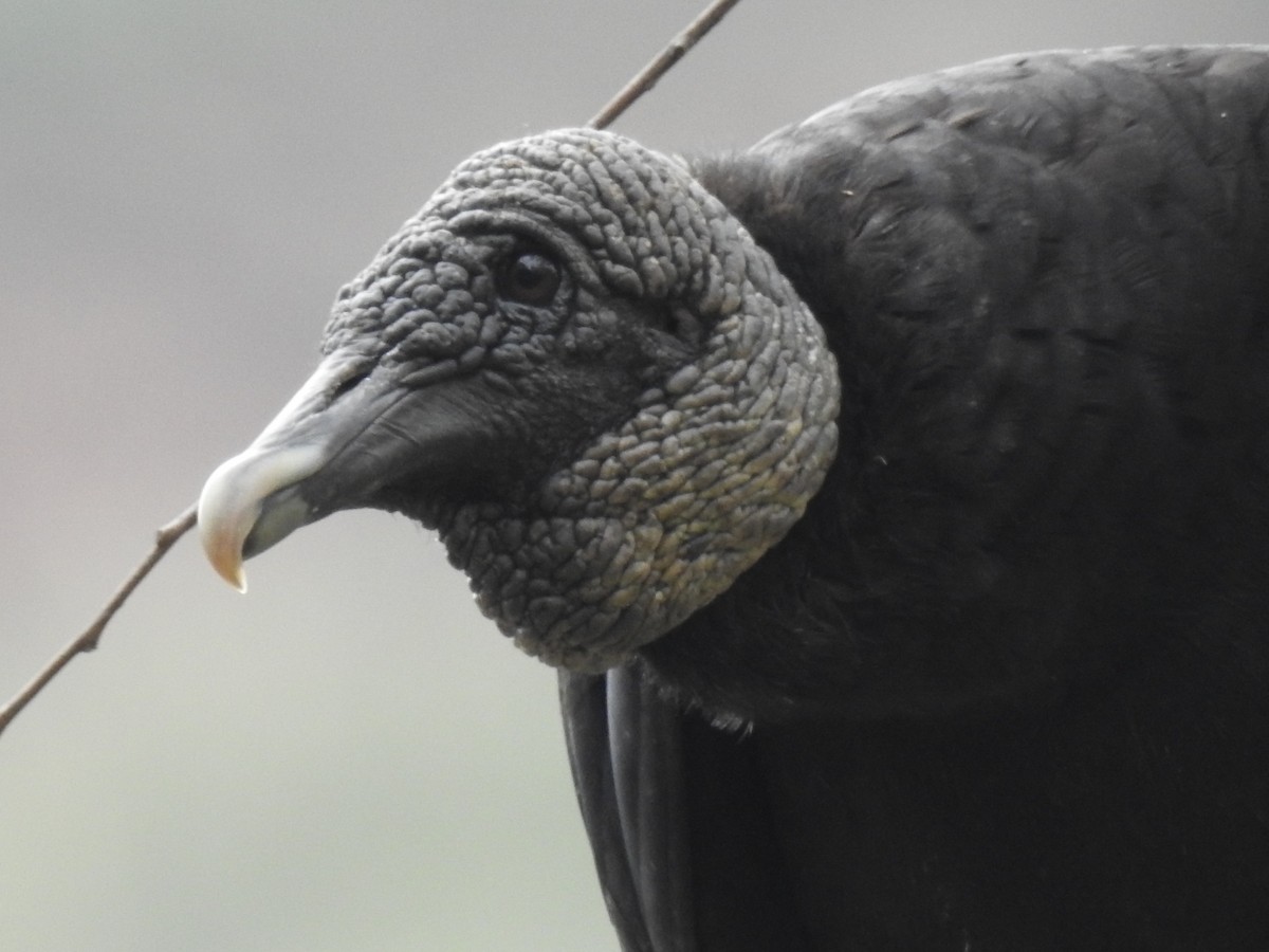 Black Vulture - Luis Curillo