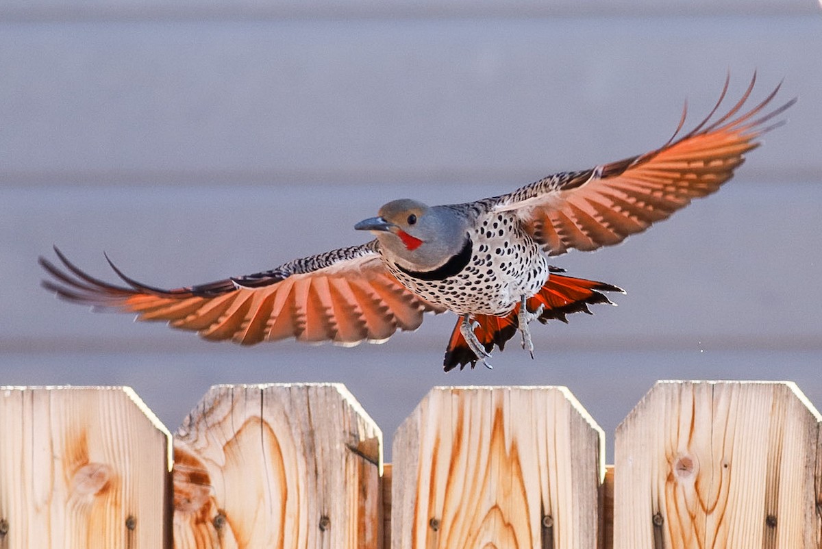 Northern Flicker (Red-shafted) - Eric Spink