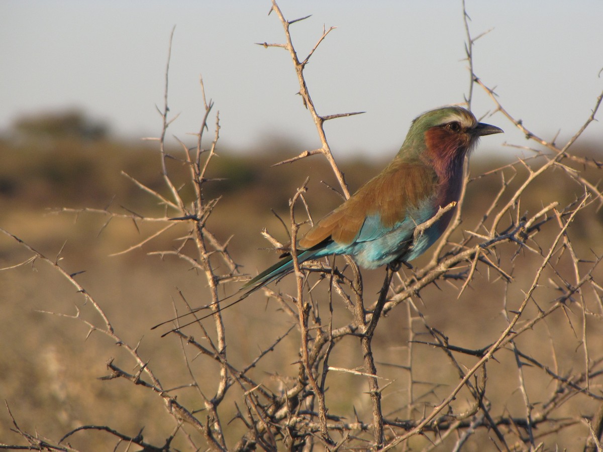 Lilac-breasted Roller - Christian Cholette