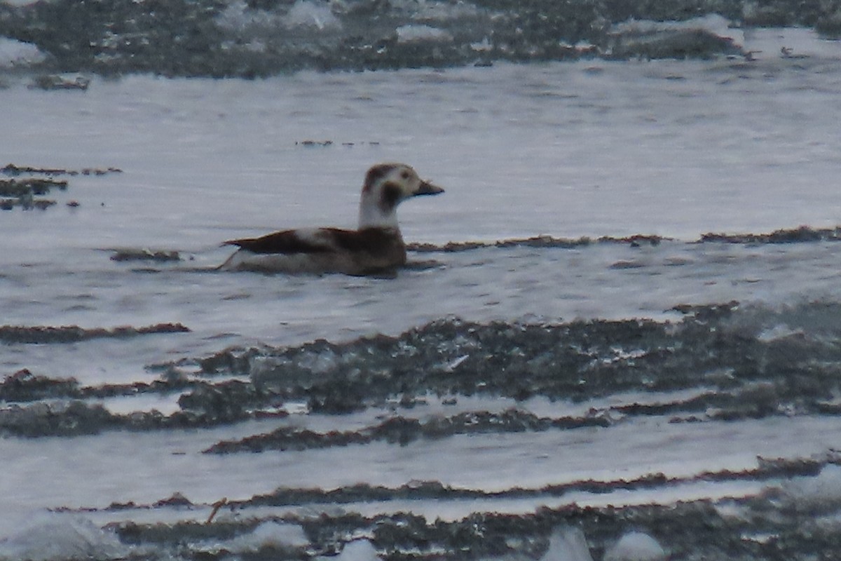 Long-tailed Duck - ML296480141
