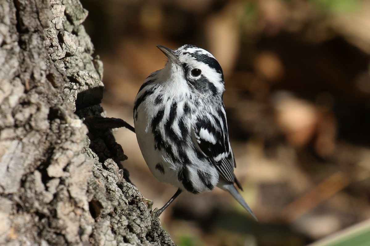 Black-and-white Warbler - Tom Fangrow