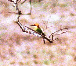 Chestnut-headed Bee-eater - ML296485411